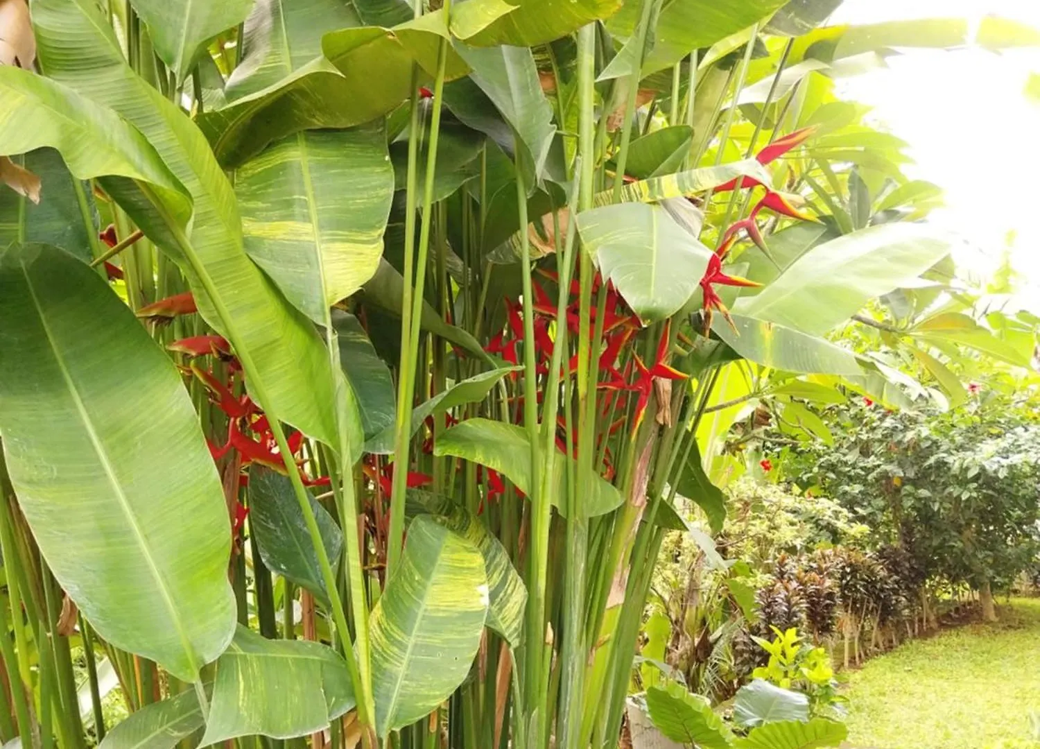 Puri Prana Guest House Ubud  0*, Ubud (Bali) Indonesia